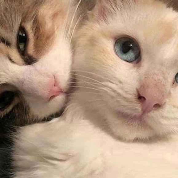 Meet your Posher, Jana - Picture 1 of 1